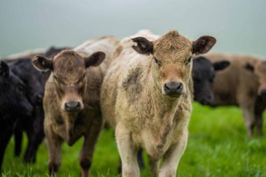 Avustralya 'da bir tarlada otlayan damızlık sığır, inek ve buzağılara yakın bir yerde. Sürü cinsleri arasında benek parkı, murray grisi, angus, brangus ve wagyu tahıl ve buğday yeme bulunmaktadır..