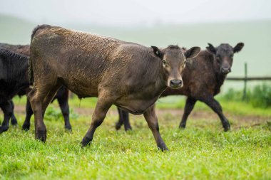 Avustralya 'da bir tarlada otlayan damızlık sığır, inek ve buzağılara yakın bir yerde. Sürü cinsleri arasında benek parkı, murray grisi, angus, brangus ve wagyu tahıl ve buğday yeme bulunmaktadır..