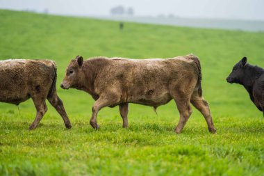 Avustralya 'da bir tarlada otlayan damızlık sığır, inek ve buzağılara yakın bir yerde. Sürü cinsleri arasında benek parkı, murray grisi, angus, brangus ve wagyu tahıl ve buğday yeme bulunmaktadır..