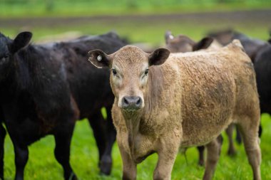 Avustralya 'da bir tarlada otlayan damızlık sığır, inek ve buzağılara yakın bir yerde. Sürü cinsleri arasında benek parkı, murray grisi, angus, brangus ve wagyu tahıl ve buğday yeme bulunmaktadır..