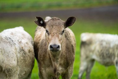 Avustralya 'da bir tarlada otlayan damızlık sığır ve sığırların yakınına. saman ve tohum yiyorlar. Türleri arasında benek parkı, murray grisi, angus, brangus ve wagyu bulunur..