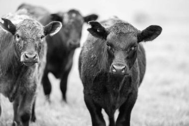 Avustralya 'da bir tarlada otlayan damızlık sığır ve sığırların yakınına. saman ve tohum yiyorlar. Türleri arasında benek parkı, murray grisi, angus, brangus ve wagyu bulunur..