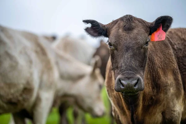 Close Touros Stud Beef Vacas Bezerros Pastando Grama Campo Austrália — Fotografia de Stock