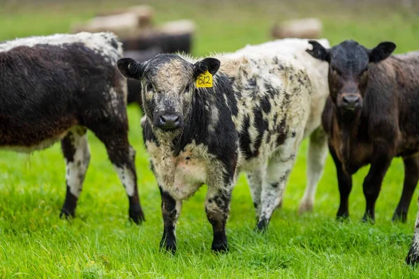 Close Touros Stud Beef Vacas Bezerros Pastando Grama Campo Austrália — Fotografia de Stock