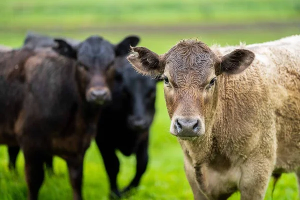 Κοντινό Πλάνο Του Stud Beef Ταύρους Και Αγελάδες Βόσκησης Γρασίδι — Φωτογραφία Αρχείου