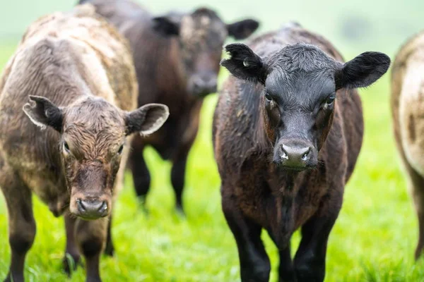 在澳大利亚的一个田野里 在草地上吃草的肉牛和奶牛的近距离接触 吃干草和青贮 品种包括斑斑公园 杂草丛生灰 安格斯 白兰地和马鞭草 — 图库照片