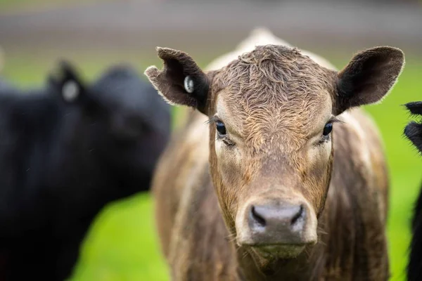 オーストラリアのフィールドで 草の上に牛や牛の放牧スタッド牛の閉鎖 干し草とサイレージを食べる 品種にはスペックルパーク マレーグレー アンガス ブランガス — ストック写真