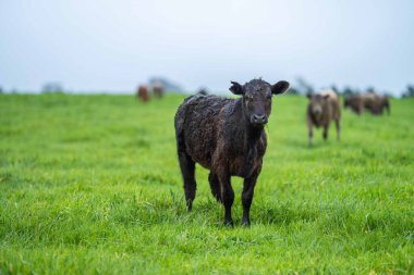 Avustralya 'da bir tarlada otlayan damızlık sığır ve sığırların yakınına. saman ve tohum yiyorlar. Türleri arasında benek parkı, murray grisi, angus, brangus ve wagyu bulunur..