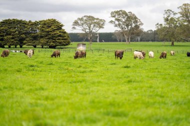 Avustralya 'da bir tarlada otlayan damızlık sığır ve sığırların yakınına. saman ve tohum yiyorlar. Türleri arasında benek parkı, murray grisi, angus, brangus ve wagyu bulunur..