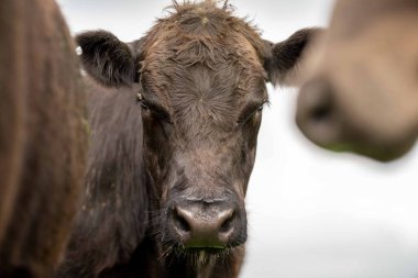 Avustralya 'da bir tarlada otlayan damızlık sığır ve sığırların yakınına. saman ve tohum yiyorlar. Türleri arasında benek parkı, murray grisi, angus, brangus ve wagyu bulunur..