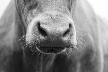 Aygır Angus, wagyu, Murray Grey, Süt ve sığır İnekleri ve bir tarlada otlayan boğalar. Avustralya 'da bir tarım çiftliğinde yetiştirilen hayvanlar organik ve serbest..