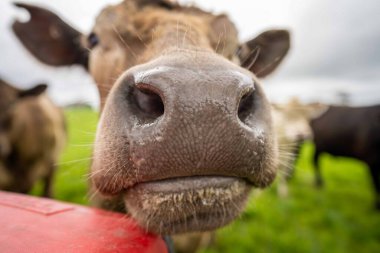 Aygır Angus, wagyu, Murray Grey, Süt ve sığır İnekleri ve bir tarlada otlayan boğalar. Avustralya 'da bir tarım çiftliğinde yetiştirilen hayvanlar organik ve serbest..