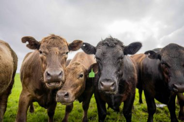 Aygır Angus, wagyu, Murray Grey, Süt ve sığır İnekleri ve bir tarlada otlayan boğalar. Avustralya 'da bir tarım çiftliğinde yetiştirilen hayvanlar organik ve serbest..