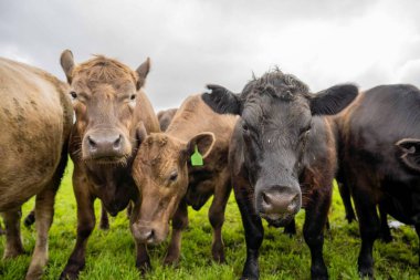 Aygır Angus, wagyu, Murray Grey, Süt ve sığır İnekleri ve bir tarlada otlayan boğalar. Avustralya 'da bir tarım çiftliğinde yetiştirilen hayvanlar organik ve serbest..