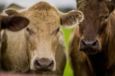 Avustralya 'da yeşil çimlerde otlayan damızlık sığır ve boğalar benekli park, Murray Grey, Angus ve Brangus' u kapsar.