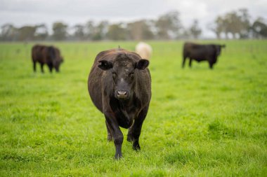 Avustralya 'da yeşil çimlerde otlayan damızlık sığır ve boğalar benekli park, Murray Grey, Angus ve Brangus' u kapsar.