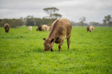 Avustralya 'da yeşil çimlerde otlayan damızlık sığır ve boğalar benekli park, Murray Grey, Angus ve Brangus' u kapsar.