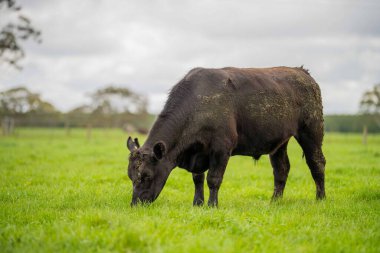 Avustralya 'da yeşil çimlerde otlayan damızlık sığır ve boğalar benekli park, Murray Grey, Angus ve Brangus' u kapsar.