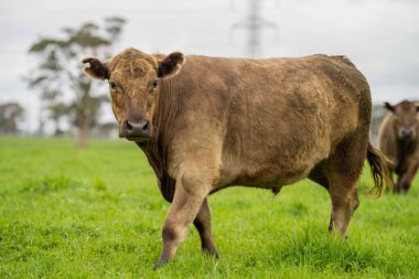 Avustralya 'da yeşil çimlerde otlayan damızlık sığır ve boğalar benekli park, Murray Grey, Angus ve Brangus' u kapsar.