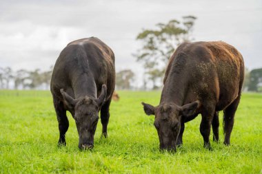 Avustralya 'da yeşil çimlerde otlayan damızlık sığır ve boğalar benekli park, Murray Grey, Angus ve Brangus' u kapsar.