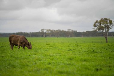 Avustralya 'da yeşil çimlerde otlayan damızlık sığır ve boğalar benekli park, Murray Grey, Angus ve Brangus' u kapsar.