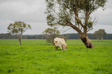 Avustralya 'da yeşil çimlerde otlayan damızlık sığır ve boğalar benekli park, Murray Grey, Angus ve Brangus' u kapsar.