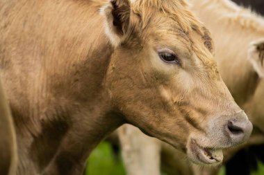 Avustralya 'da yeşil çimlerde otlayan damızlık sığır ve boğalar benekli park, Murray Grey, Angus ve Brangus' u kapsar.