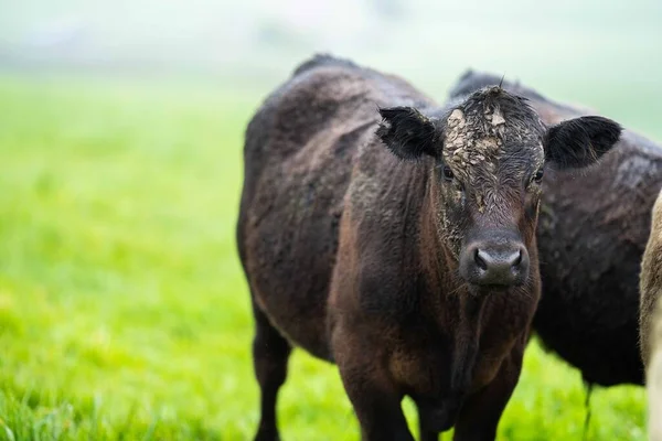 Close Stud Beef Bulls Cows Grazing Grass Field Australia Eating — Stock Photo, Image