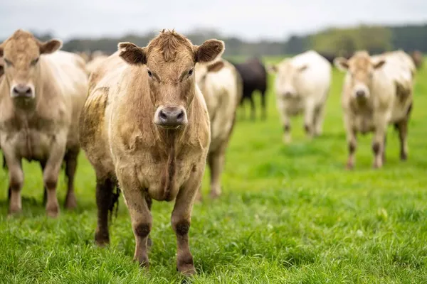 Gros Plan Taureaux Vaches Boucherie Broutant Herbe Dans Champ Australie — Photo