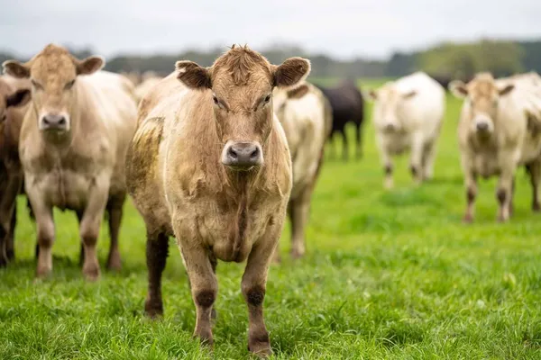 Gros Plan Taureaux Vaches Boucherie Broutant Herbe Dans Champ Australie — Photo