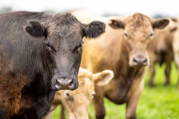 在澳大利亚的一个田野里 在草地上吃草的肉牛和奶牛的近距离接触 吃干草和青贮 品种包括斑斑公园 杂草丛生灰 安格斯 白兰地和马鞭草 — 图库照片