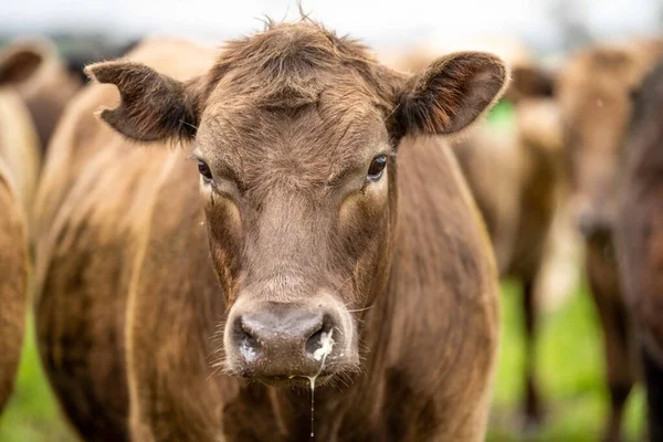 Primer Plano Los Toros Stud Beef Las Vacas Que Pastan — Foto de Stock