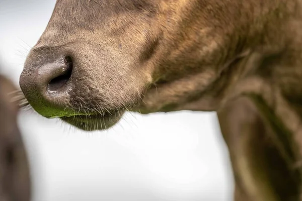Close Stud Beef Bulls Cows Grazing Grass Field Australia Eating — Stock Photo, Image