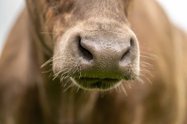 Gestüt Angus Wagyu Murray Grey Milch Und Rindvieh Kühe Und — Stockfoto