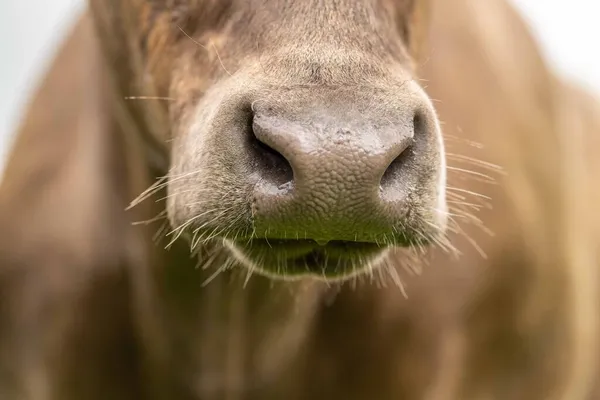 Stud Angus Wagyu Murray Grey Lácteos Carne Vacuno Vacas Toros — Foto de Stock