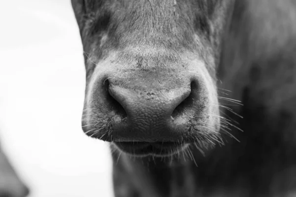 Stud Angus Wagyu Murray Grey Dairy Beef Cows Bulls Grazing — Stock Photo, Image