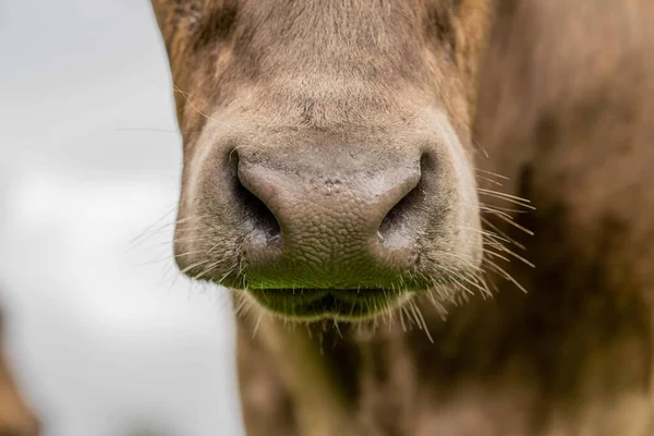 Stud Angus Wagyu Murray Grey Dairy Beef Koeien Stieren Grazen — Stockfoto