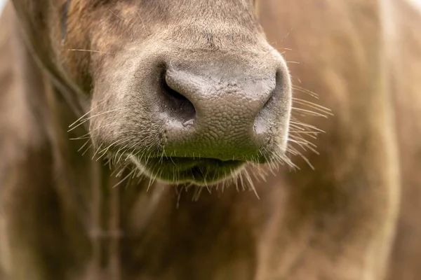 スタッド アンガス マレー グレイ 酪農牛 牛が畑の草や牧草地で放牧されています オーストラリアの農業農場で栽培されています — ストック写真