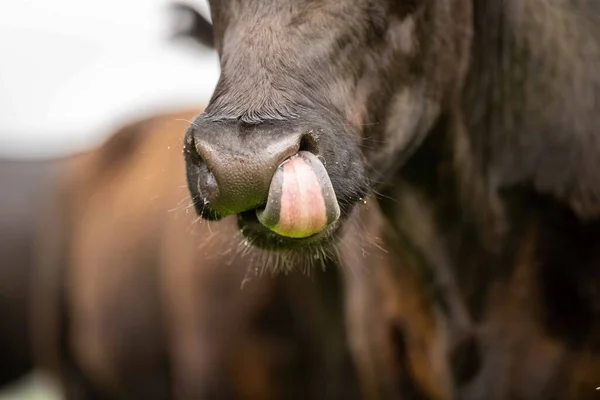 Aygır Angus Wagyu Murray Grey Süt Sığır Nekleri Bir Tarlada — Stok fotoğraf