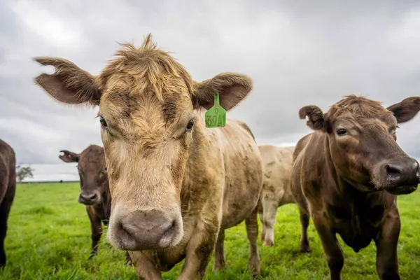 Stud Angus Wagyu Murray Szürke Tej Marhahús Tehenek Bikák Legelésznek — Stock Fotó