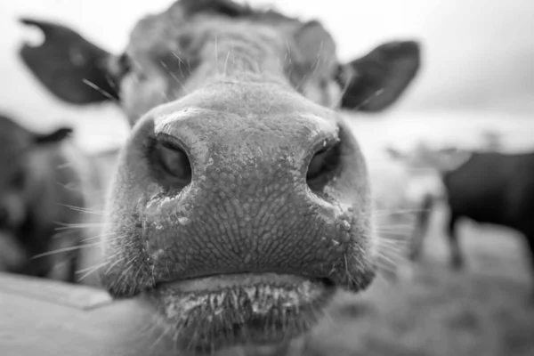 Stud Angus Wagyu Murray Cinza Laticínios Vaca Vacas Touros Pastando — Fotografia de Stock