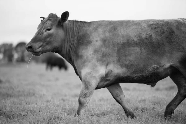 Vacas Ternera Toros Pastando Hierba Verde Australia Razas Incluyen Parque —  Fotos de Stock