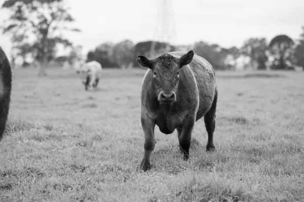 Krávy Býci Pasoucí Zelené Trávě Austrálii Plemena Zahrnují Kropenatý Park — Stock fotografie