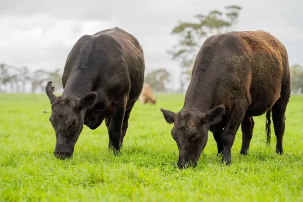 Vacas Ternera Toros Pastando Hierba Verde Australia Razas Incluyen Parque —  Fotos de Stock