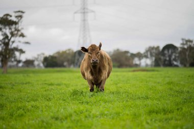 Avustralya 'da yeşil çimlerde otlayan damızlık sığır ve boğalar benekli park, Murray Grey, Angus ve Brangus' u kapsar.