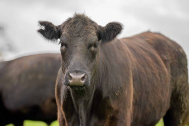 Avustralya 'da yeşil çimlerde otlayan damızlık sığır ve boğalar benekli park, Murray Grey, Angus ve Brangus' u kapsar.