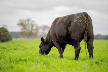 Avustralya 'da yeşil çimlerde otlayan damızlık sığır ve boğalar benekli park, Murray Grey, Angus ve Brangus' u kapsar.