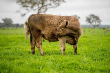 Avustralya 'da yeşil çimlerde otlayan damızlık sığır ve boğalar benekli park, Murray Grey, Angus ve Brangus' u kapsar.