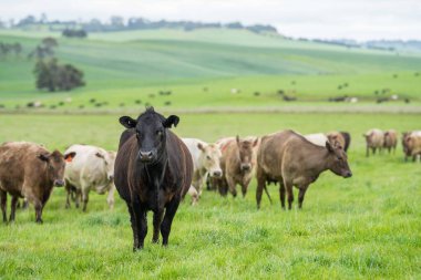 Avustralya 'da bir tarlada otlayan damızlık sığır, inek ve buzağılara yakın bir yerde. Sürü cinsleri arasında benek parkı, murray grisi, angus, brangus ve wagyu tahıl ve buğday yeme bulunmaktadır..
