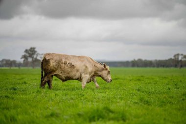 Avustralya 'da yeşil çimlerde otlayan damızlık sığır ve boğalar benekli park, Murray Grey, Angus ve Brangus' u kapsar.
